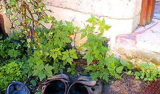 Herb Robert self-seeded at our kitchen door